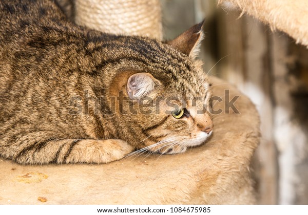 Cats Adoption Belgium Near Stock Photo Edit Now 1084675985