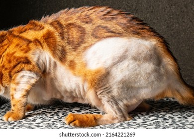 Cat's body with slicked spots of receding hairline on the coat. Concept of infecting the skin of a pet. Alopecia and neurodermatitis on the animal's skin.