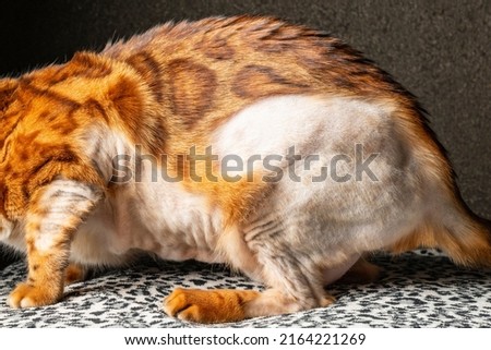 Cat's body with slicked spots of receding hairline on the coat. Concept of infecting the skin of a pet. Alopecia and neurodermatitis on the animal's skin.