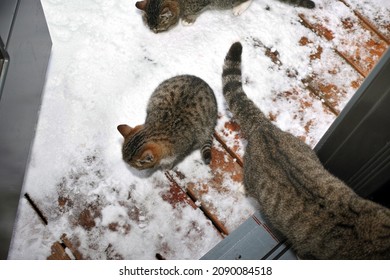 Cats Burst Through The Open Door Into A House, Winter Scene