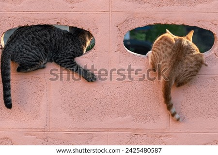 The cat's butt is on the wall, the cat is in the ventilation opening on the wall.