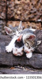 cats in Cambodia temple - Shutterstock ID 1155013063