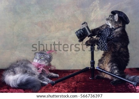 Cats and camera