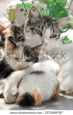 cats, cat and kitten, cat with puppies, cat lying down with puppies, pet love, mother's day, world animal day, three cats