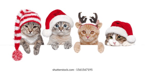 Cats In Christmas Hats Holding Blank Board
