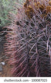 Cats Claw Cactus Closeup