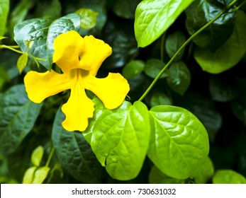 Cat's Claw Flower.