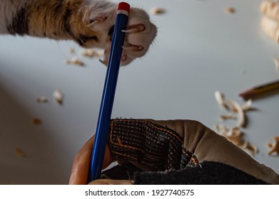 Cat's Claw Holding A Pencil, Hand With Work Glove, Cat That Won't Let Work, Teleworking, I Stay At Home, Wood Shavings, Pet And Working From Home, Cat Nails