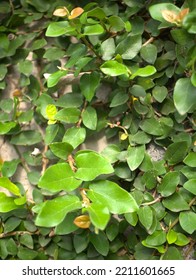 Cat's Claw Plant On The Wall