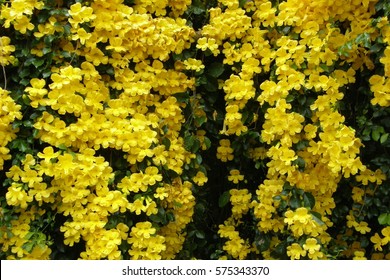 Cat's Claw Plant, Yellow Flowers