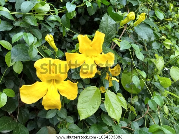 黄色い花を持つ猫の爪のつる植物 の写真素材 今すぐ編集