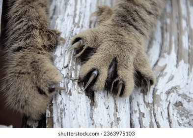 cat's claws dig into the tree. Cat's paws with claws. High quality photo
