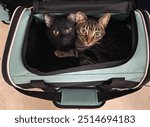 Cats cuddling in carrier close up