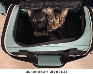 Cats cuddling in carrier close up - Powered by Shutterstock