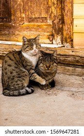 Cats Cuddling In Front Of A Door