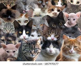 A lot of cats of different breeds