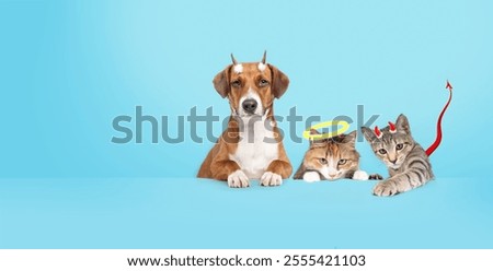 Cats and dog as angle and devil in front of colored background. Funny group of pets dressed with horns, tail and halo. Concept for silly animal personalities or pet dress up. Selective focus.
