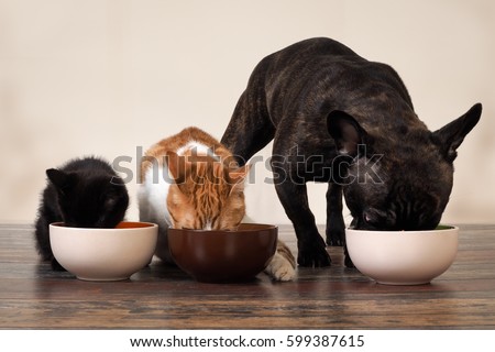 Cats and a dog eating pet food from bowls