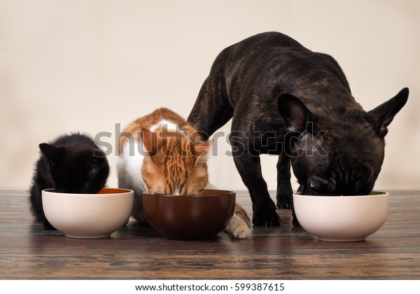 Cats and a dog\
eating pet food from bowls