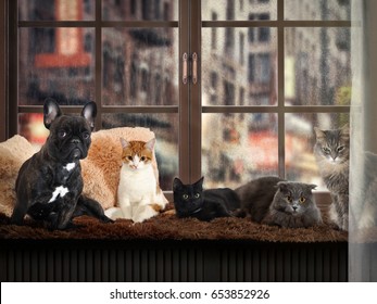 Lot Of Cats And A Dog On The Windowsill. Outside, The Rain, City Street, Drops Of Water. In The House Cozy And Warm