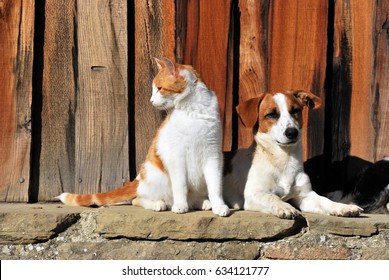 Cats And Dog Outside The Cottage