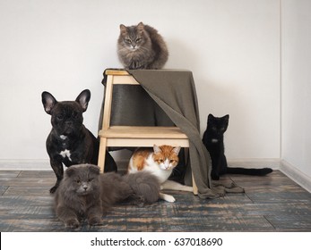 Lot Of Cats And A Dog In A Pet Hotel