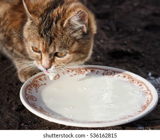 7,039 Cat eating milk Images, Stock Photos & Vectors | Shutterstock