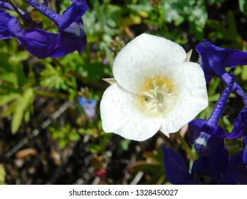 Cats Ear Mariposa Lilly 