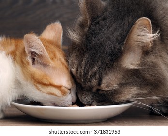 Cats Eat Cat Food. Big Cat And Small Kitten Eating Pieces Of Meat From The Plate. Snouts Large Cats. Food For Adult Cats And Kittens. Gray Cat And Kitten White With Red 