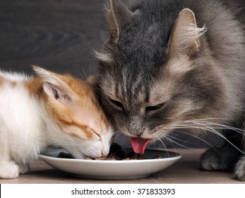 Cats Eat Cat Food. Big Cat And Small Kitten Eating Pieces Of Meat From The Plate. We See Pink Tongue. Snouts Large Cats. Food For Adult Cats And Kittens. Gray Cat And Kitten White With Red