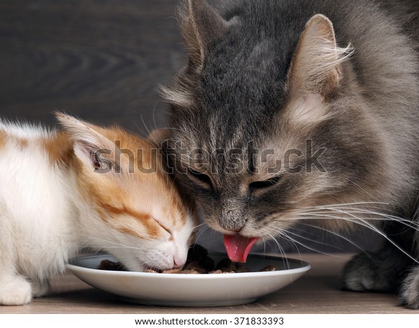 猫は猫の食べ物を食べる 大きな猫と小さな子猫は皿の肉を食べる ピンクの舌が見えます 大きな猫を嗅ぎ出す 大人の猫と子猫の食べ物 白い背景に赤い灰色の猫と子猫 の写真素材 今すぐ編集