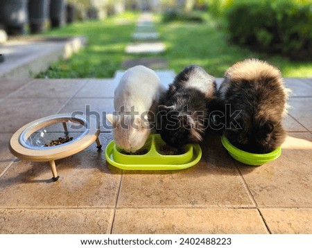 Cats enjoying breakfast together as family 