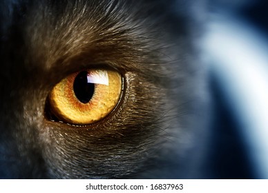 Cat's eye