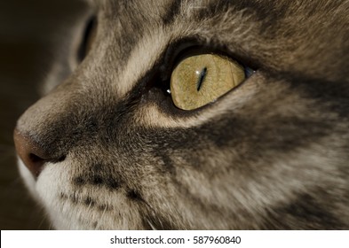 Cat's Eye 