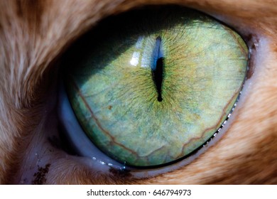 The Cat's Eye