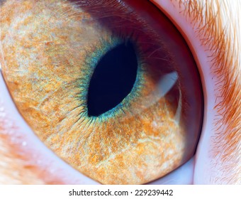 Cat's Eye Close Up