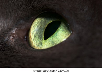 cat's eye close-up with vertical pupil - Shutterstock ID 9207190
