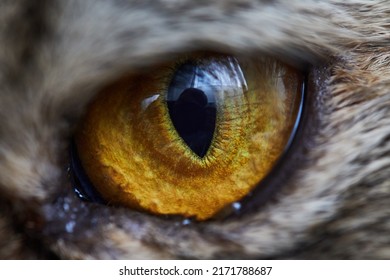 Cat's Eye Macro, High Resolution