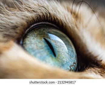 Cat's Eye Macro, Space In The Eyes Of A Cat