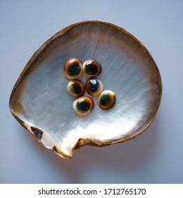 Cats Eye Operculum In A Pearl Oyster Shell