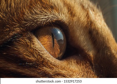 Cat's eye ultra close up. Macro image of a yellow eye of a bengal cat.