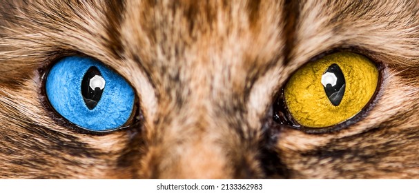 Cat's eyes are the colors of the flag of Ukraine - blue and yellow