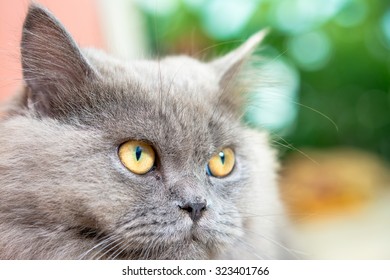Cat's face
