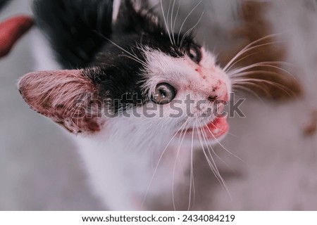 The cat's face is black and white and its face looks scratched.