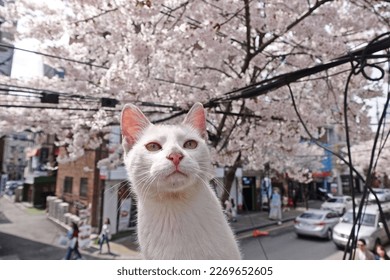 The cat's face looking at the camera against the blooming cherry blossoms.
