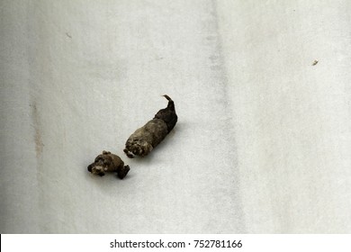 Cats Feces On Roof House Stock Photo 752781166 | Shutterstock