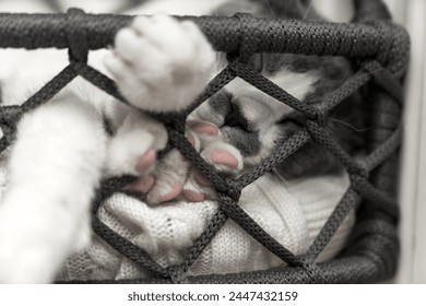 cat's feet with pink pads. cute paws. A cat lying, sleeping, resting, relaxing in a hammock, cage, cat bed. Pets friendly and care concept.