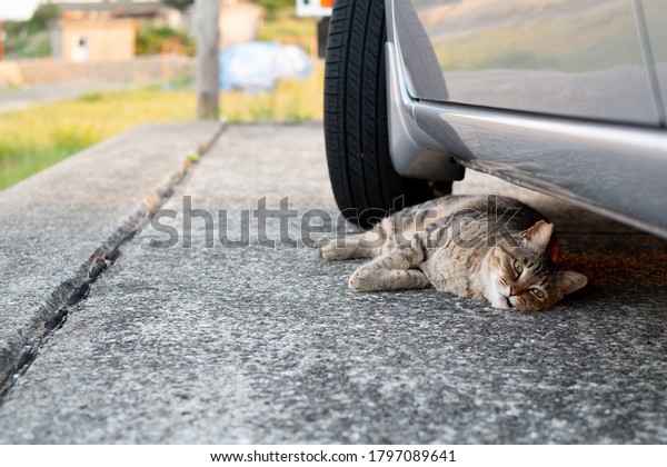 Cats at the\
fishing port of Ikeshima in\
Japan