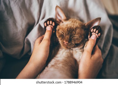 Cat's Foot In The Hand Of Human. Devon Rex Kitten. Devon Rex Cat Sleeping On Bed,