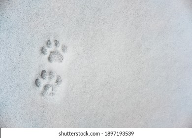 cat's footprints in the snow. flat lay. top view
. copy space. 